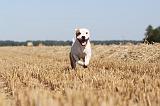 STAFFIE 008